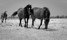 Wild Horses Royalty Free Stock Photo Wild Horses Royalty Free Stock Photo