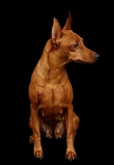 Red Miniature Pinscher Royalty Free Stock Images