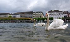 Lucerne, Switzerland, The White Swans On Lake Luce Royalty Free Stock Image Lucerne, Switzerland, The White Swans On Lake Luce Royalty Free Stock Image