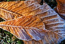 Frost Melting On Fallen Leaves Royalty Free Stock Photography