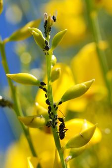 Ant And Aphids Royalty Free Stock Photo