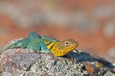 Collared Lizard Royalty Free Stock Images Collared Lizard Royalty Free Stock Images