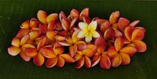 Plumeria Flowers Stock Photo Plumeria Flowers Stock Photo