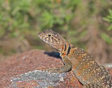 Collared Lizard 6 Royalty Free Stock Images Collared Lizard 6 Royalty Free Stock Images