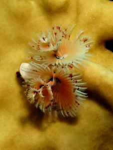 Christmas Tree Worm Royalty Free Stock Photos Christmas Tree Worm Royalty Free Stock Photos