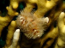 Christmas Tree Worm Stock Images Christmas Tree Worm Stock Images