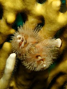 Christmas Tree Worm Royalty Free Stock Images Christmas Tree Worm Royalty Free Stock Images