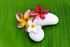Various Colour Of Plumeria Flowers Royalty Free Stock Photos Various Colour Of Plumeria Flowers Royalty Free Stock Photos