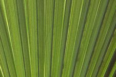 Palm Closeup Stock Photo Palm Closeup Stock Photo