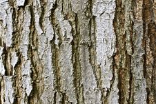 Tree Bark Texture Stock Photos