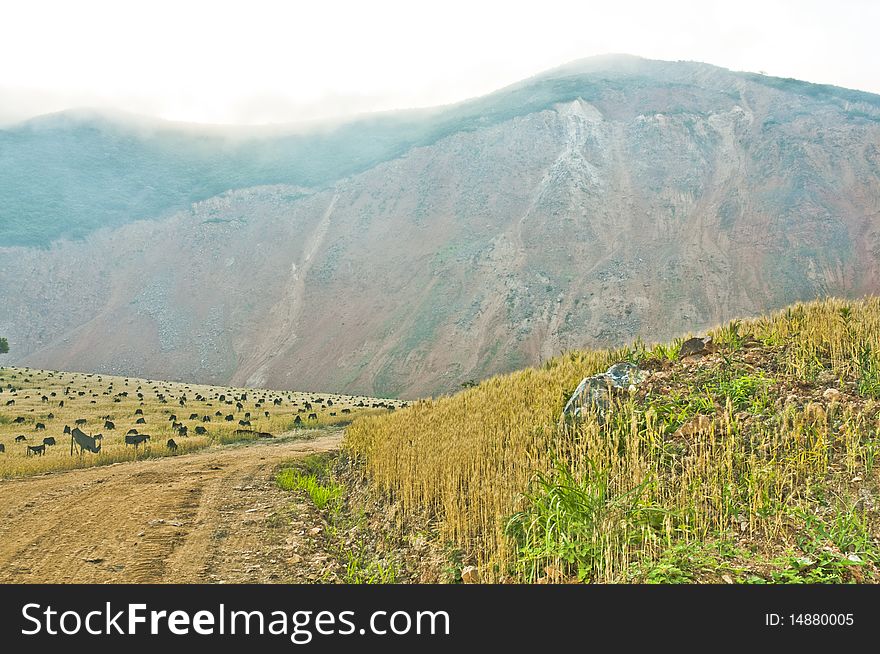 Mine, ore deposit in the field