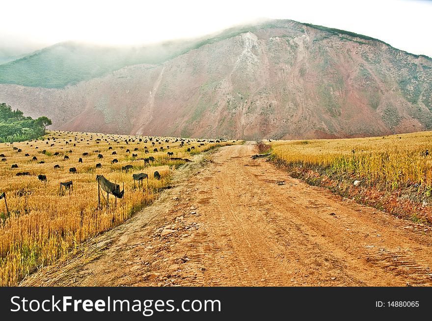 Mine, ore deposit in the field