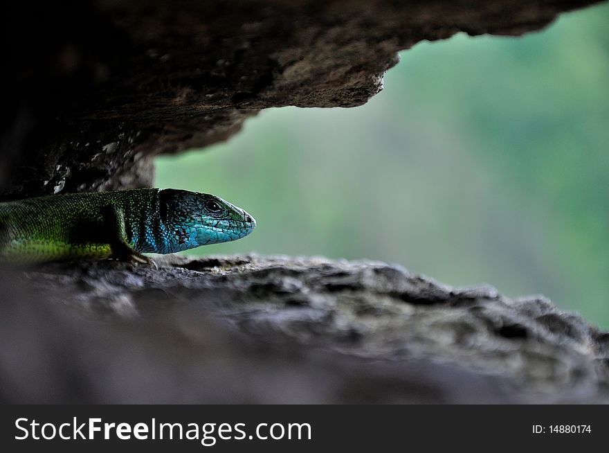 Hides itself in the little cave. Hides itself in the little cave