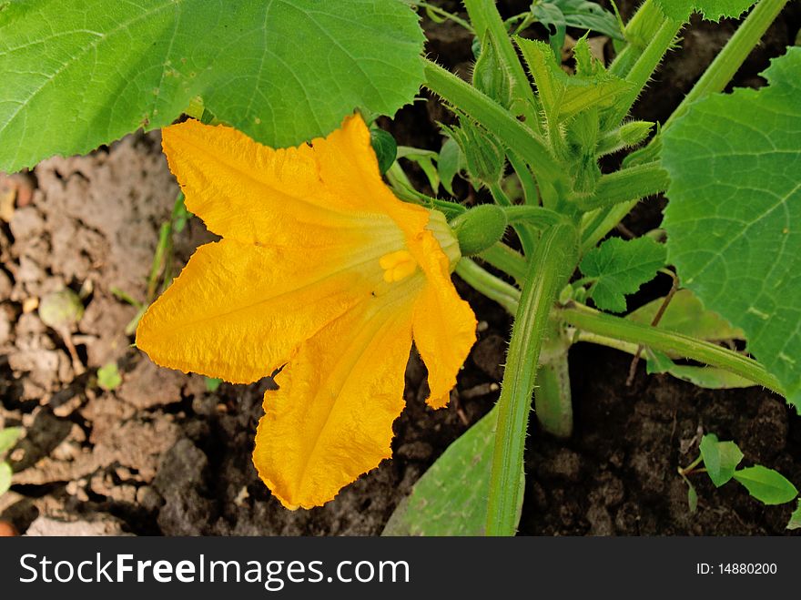 Bloomer vegetable marrow-possess lot young fruit. Bloomer vegetable marrow-possess lot young fruit