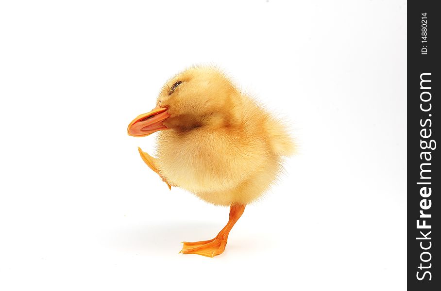 Cute little duck on white  background