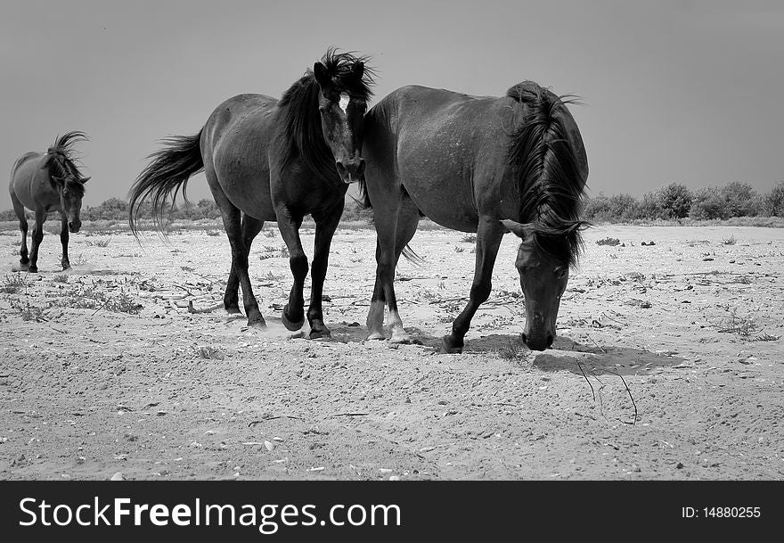 Wild horses on a deserted beach