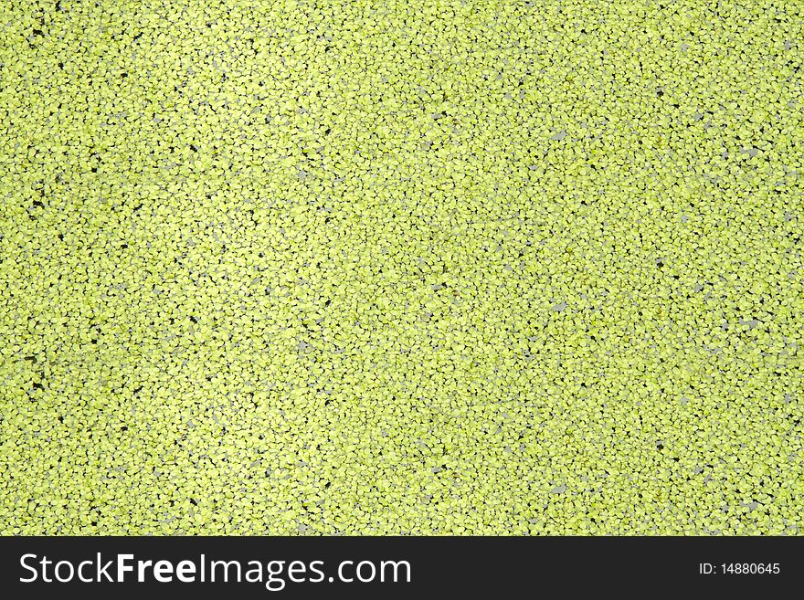 Small green petals of a duckweed float on water. Small green petals of a duckweed float on water