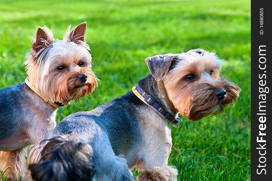 Two Yorkshire terriers.