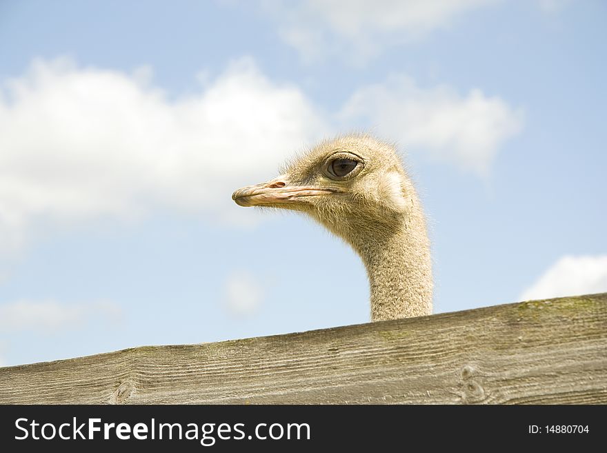 The head of an ostrich looks out because of a fence against the blue sky and clouds