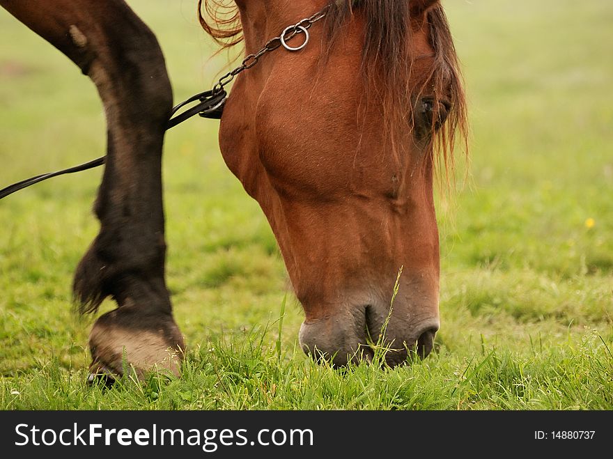 Dinner time for the horse. Dinner time for the horse