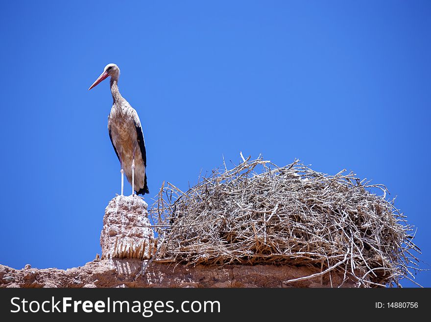 Single storch standing on roof next to a nest with blue sky as background. Symbol of motherhood.