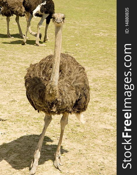 Ostrich On A Farm