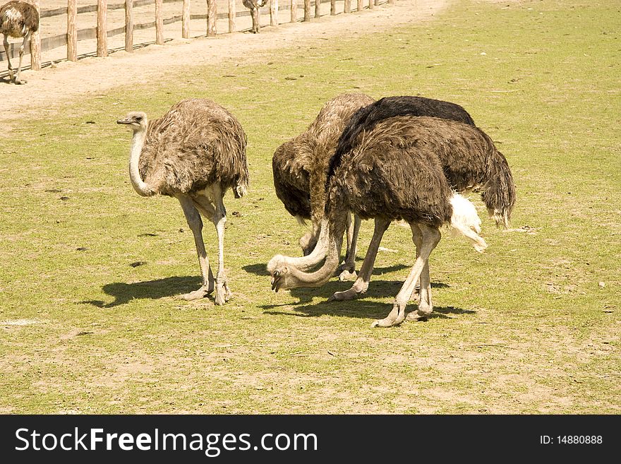 Ostriches eat near a farm in the afternoon. Ostriches eat near a farm in the afternoon