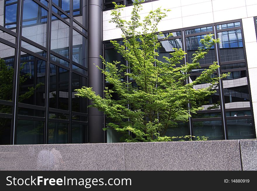 Tree in the yard of a business building. Tree in the yard of a business building
