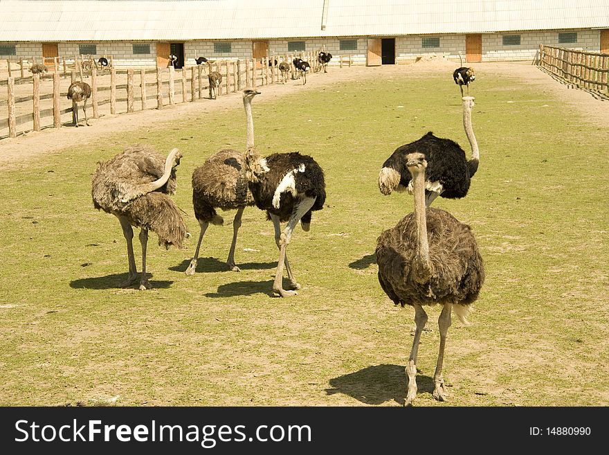 Ostriches walk near a farm a summer sunny day. Ostriches walk near a farm a summer sunny day