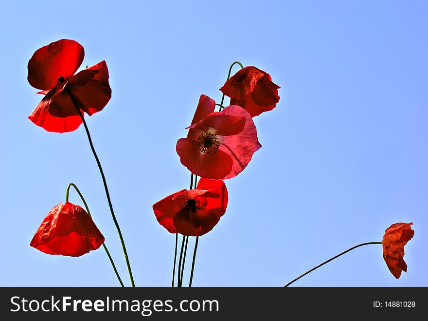 Tender romantic flower field poppy give condition dream and nostalgia