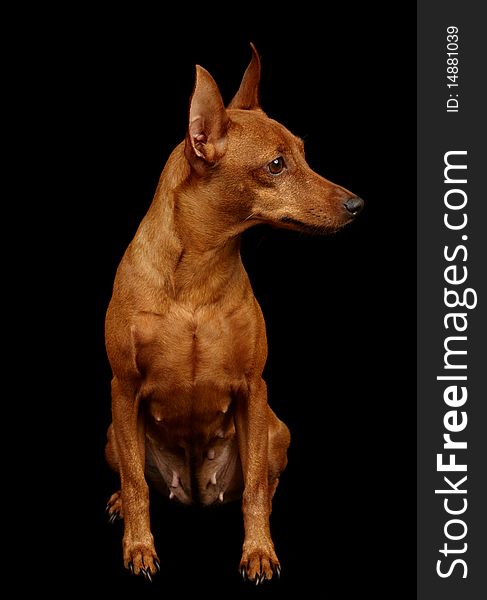 Red Miniature Pinscher isolated on black