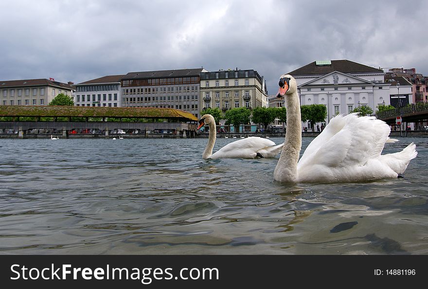 Lucerne, Switzerland, the white swans on Lake Lucerne on the background bridge Kapelbryukke and tower Vasserturm