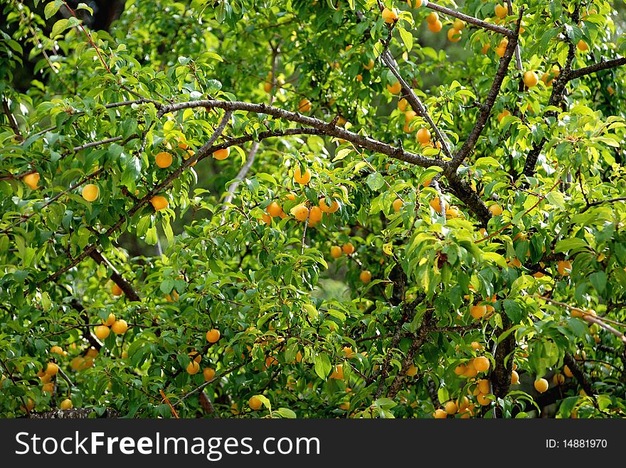 Apricot tree with fruits in the summer. Apricot tree with fruits in the summer.