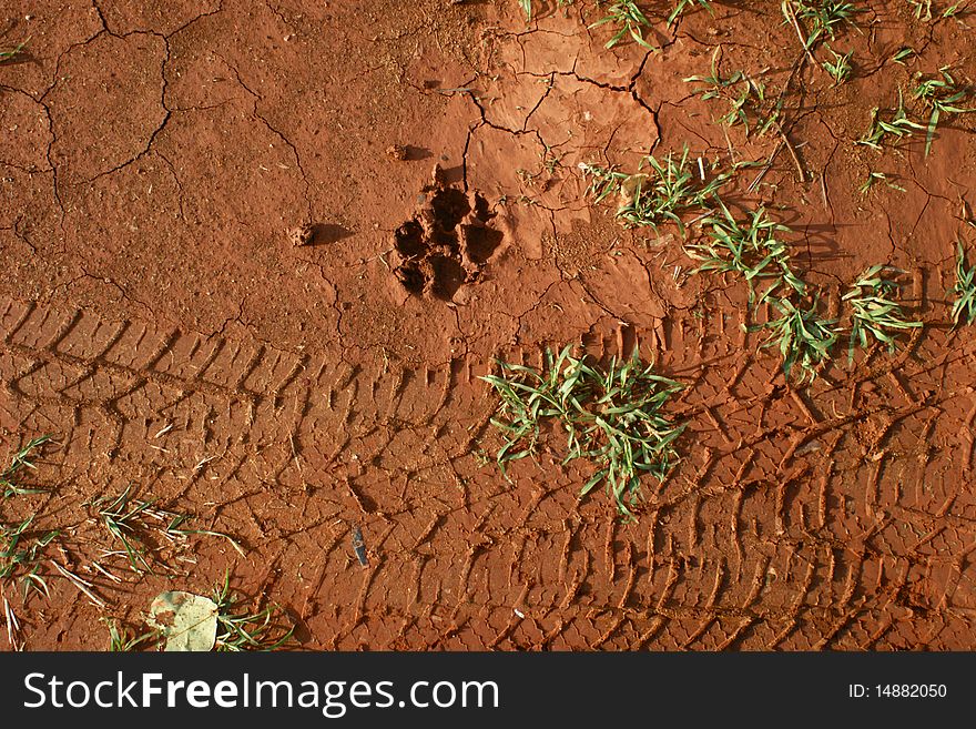 Texture on the floor by Car(wheel) and Dog(foot)