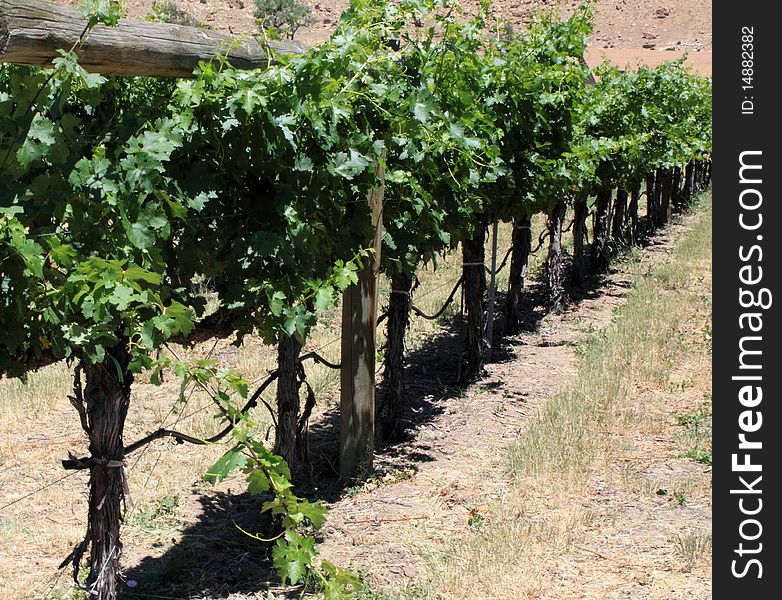 Grape vines in a vineyard in the wine producing area of Colorado near Grand Junction, CO.