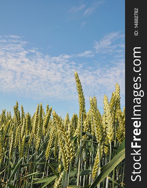 A  field of green wheat behind of a blue sky