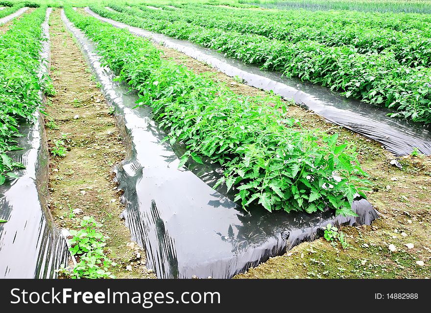 Rows of fresh, green pepper plants. Rows of fresh, green pepper plants