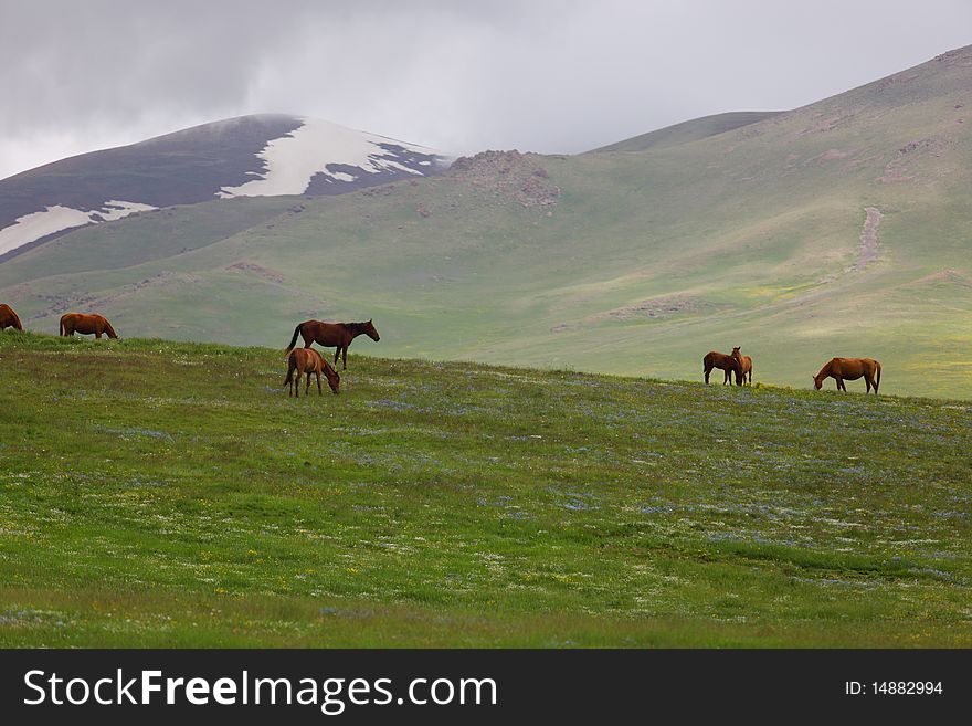 Mountain landscape with grazed horses. Mountain landscape with grazed horses