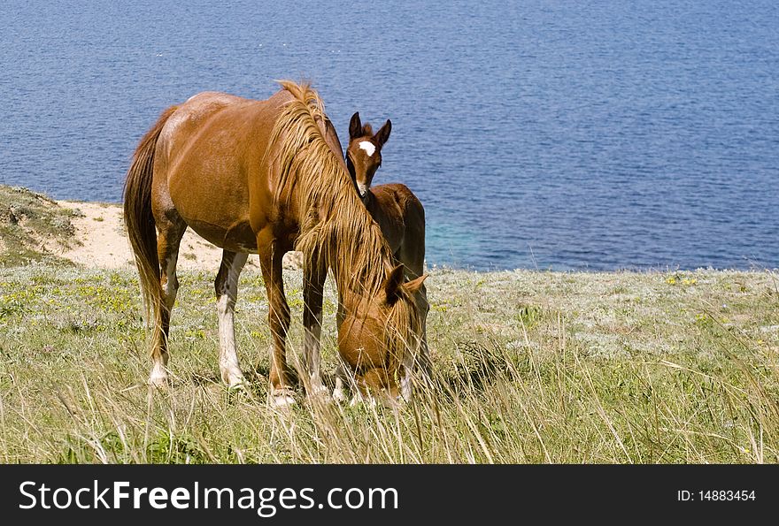 Mare and foal in front of the sea. Crimea. Ukraine. Mare and foal in front of the sea. Crimea. Ukraine