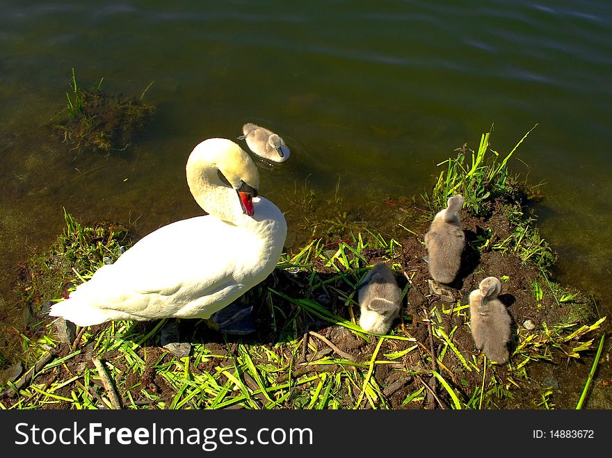 Family of swans with their young