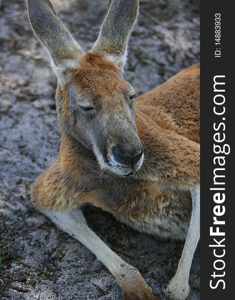 Kangaroo in the wild Taken from Australia