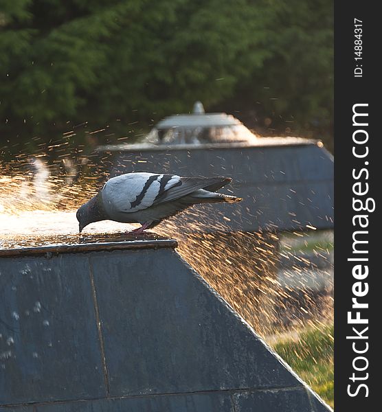 Pigeon In A Fountain