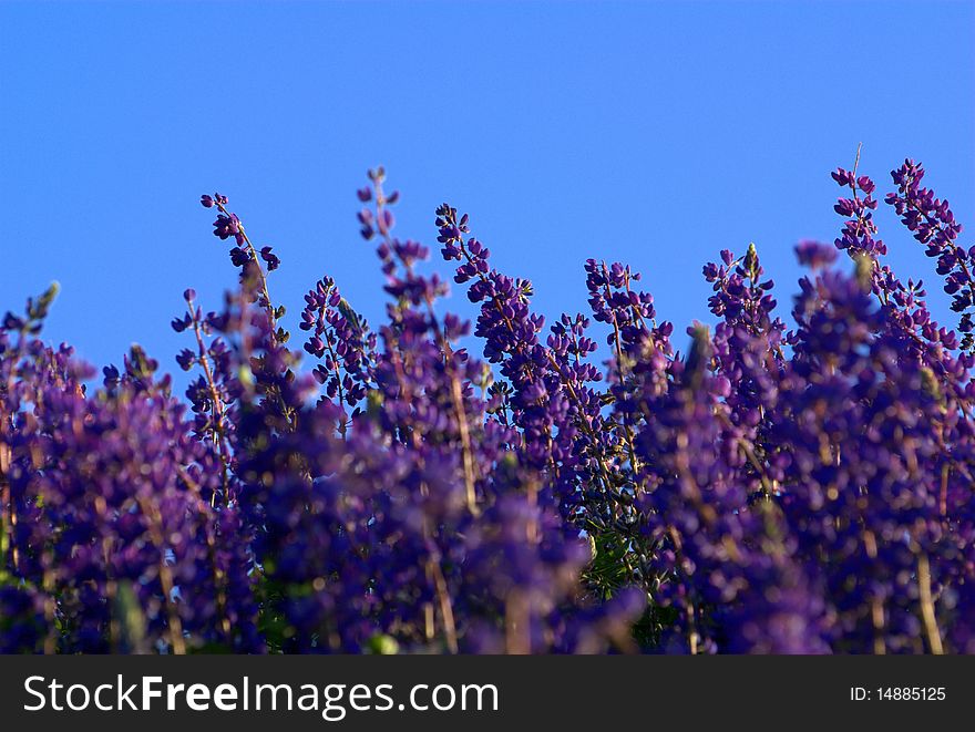 A field of lupins blowing in the wind at the top of a hill. A field of lupins blowing in the wind at the top of a hill