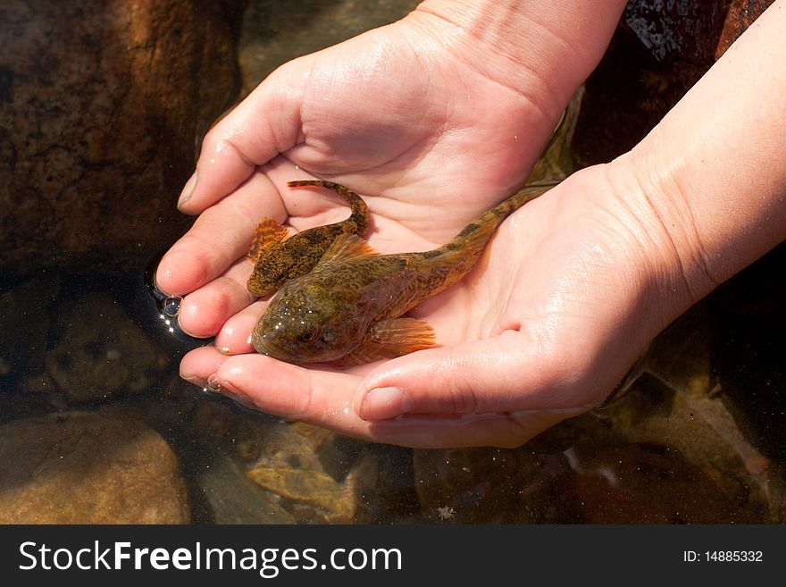 Photo of human hands carrying two fishes. Photo of human hands carrying two fishes