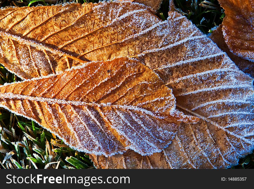 Early morning sunlight begins to melt frost from fallen Horse Chestnut leaves. Early morning sunlight begins to melt frost from fallen Horse Chestnut leaves.