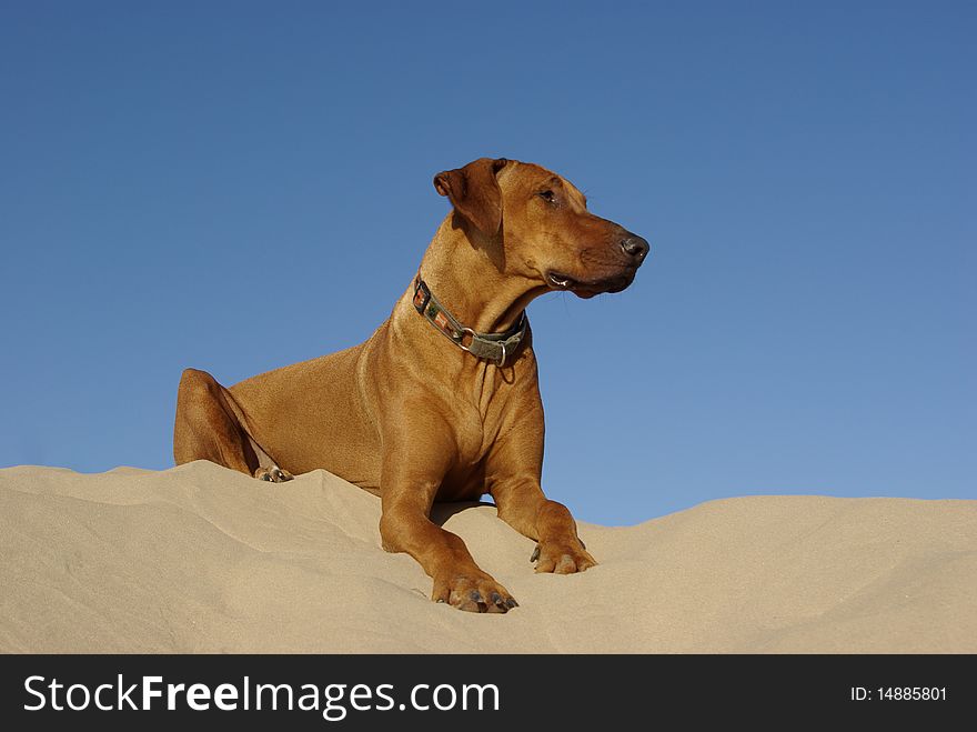 Male Rhodesian Ridgeback posing on sand dune. Male Rhodesian Ridgeback posing on sand dune