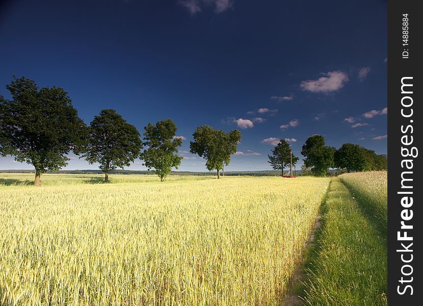 Blue sky and green grass in the poland. Blue sky and green grass in the poland