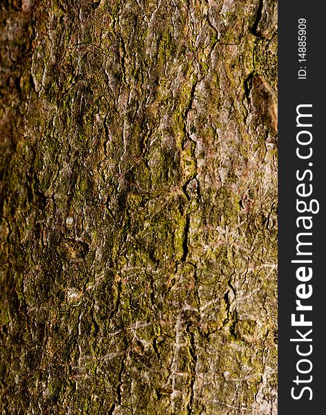 Closeup of the textures and color of tree bark. Closeup of the textures and color of tree bark.