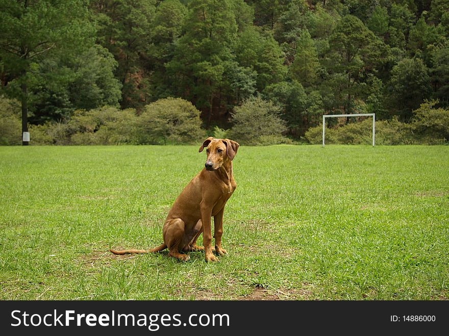 Young rhodesian ridgeback at rest in park