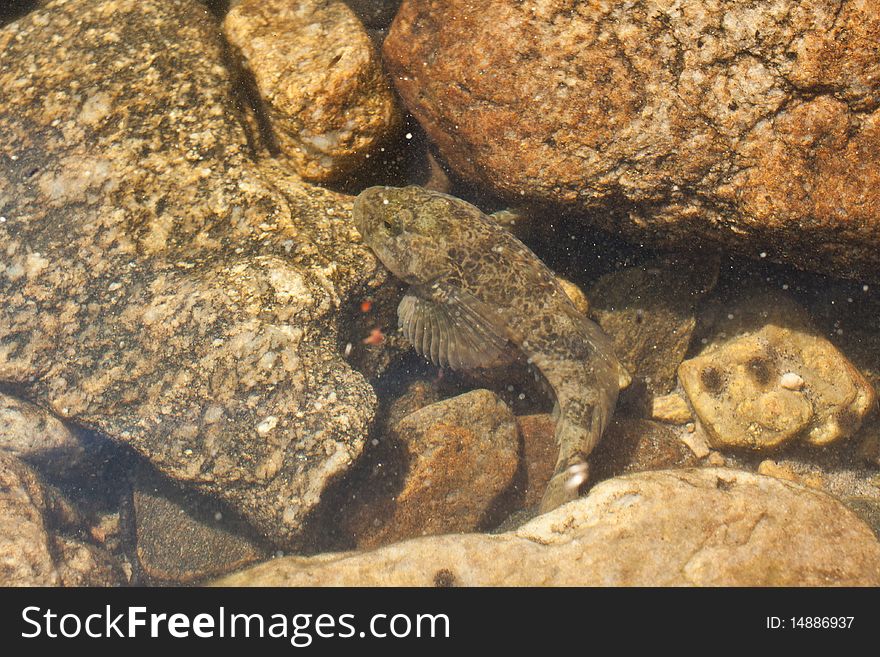 Photo of fish hiding under stones. Photo of fish hiding under stones